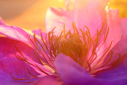 Täuber Jonathan - Fotoclub Sinsheim - Clematis im Abendlicht - Annahme