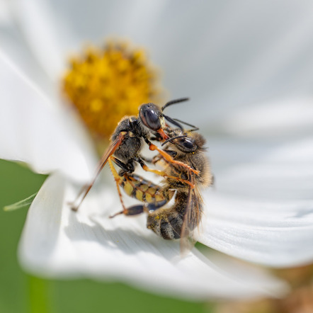 Kaufmann Susanne - Fotoclub Obersulm e.V. - Wespe killt Biene - Annahme