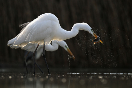 Nagy Lajos - Direktmitglied Baden-Württemberg - White egrets fishing - Annahme