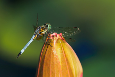 Becker Reinhard - Fotoclub Obersulm e.V. - Libelle 03 - Annahme