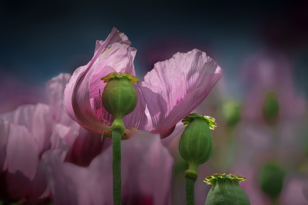 Rückert Stephan - Fotoclub-Heilbronn e.V. - Ölmohn - Annahme