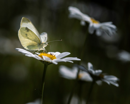 Nädele Bettina - Fotofreunde Balingen e.V. - Frühstückspause - Annahme