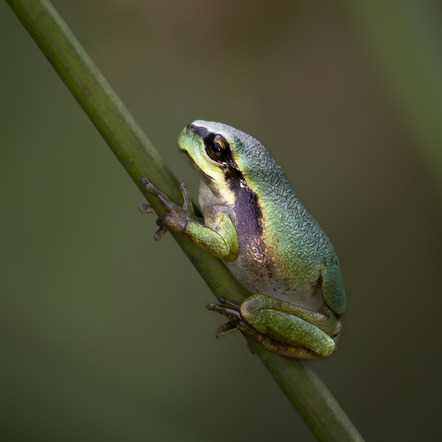 Hust Martin - Photoclub Reutlingen e.V. - Tree frog - Annahme