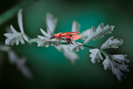 Arlt Niklas - Fotoclub Obersulm e.V. - Käfer rot-grün - Annahme