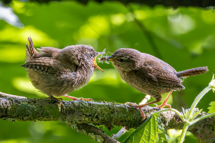 Müller Robert - Fotoclub Sinsheim - Zaunkönigfütterung - Annahme